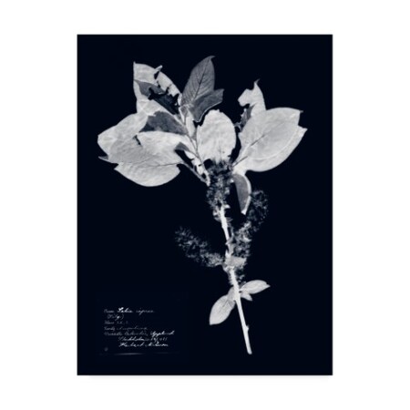 Trademark Fine Art Vision Studio 'Impressions On Indigo I' Canvas Art, 24x32 WAG03918-C2432GG